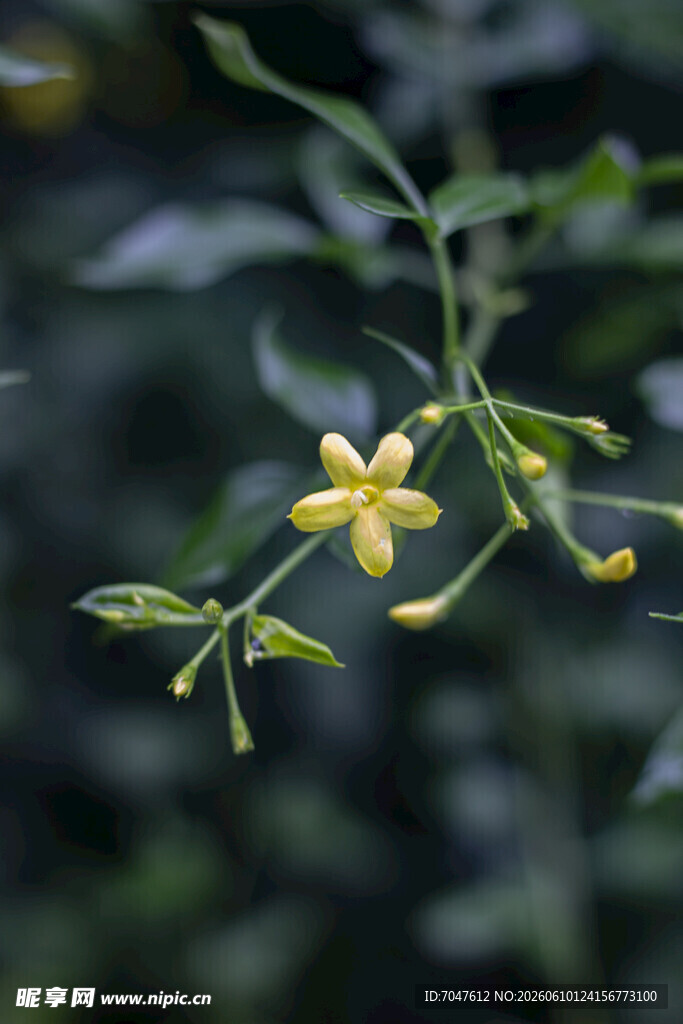 探春花黄色小花绽放枝头