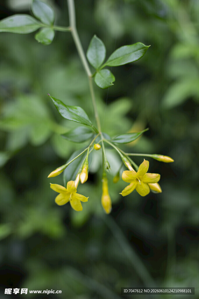 探春花枝头绽放的黄色小花