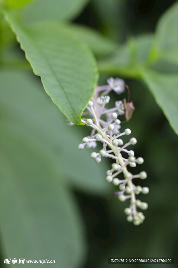 北美商陆花序特写 