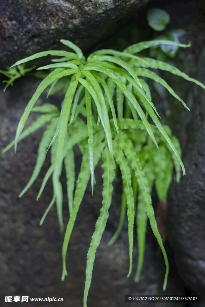 翠绿蕨类井栏边草