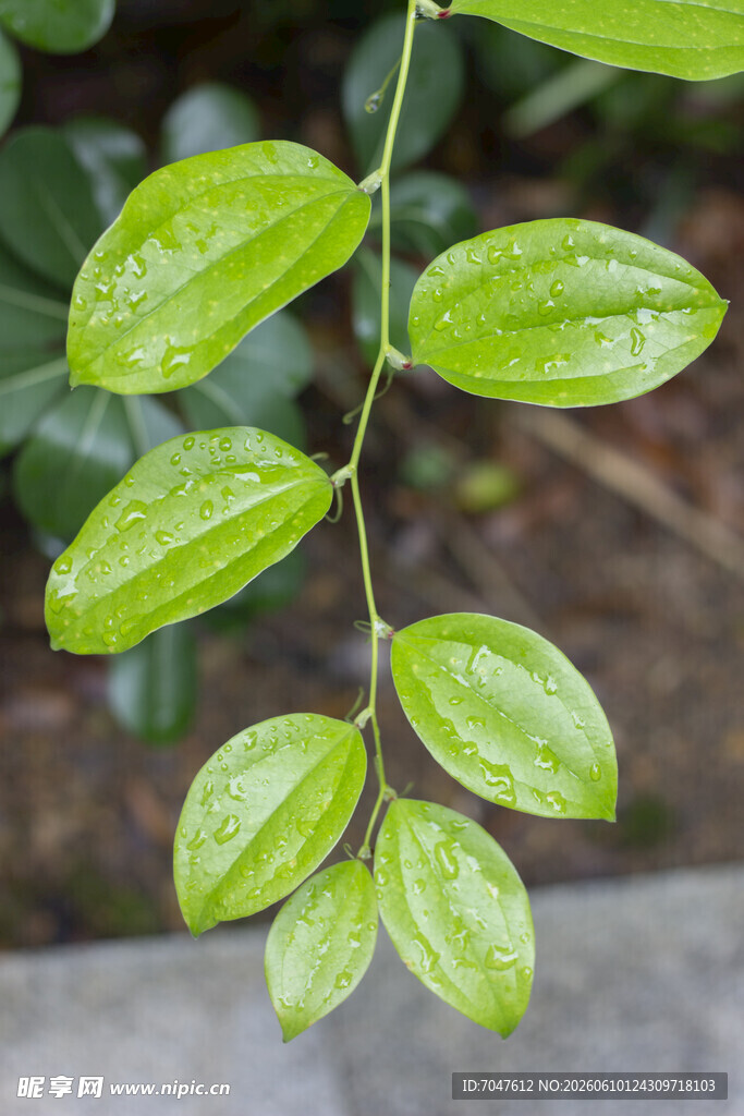 菝葜嫩绿叶片植物特写