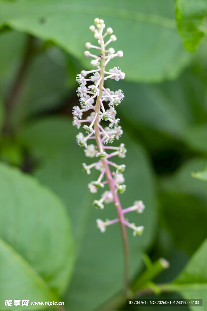 商陆粉色穗状小花植物特写