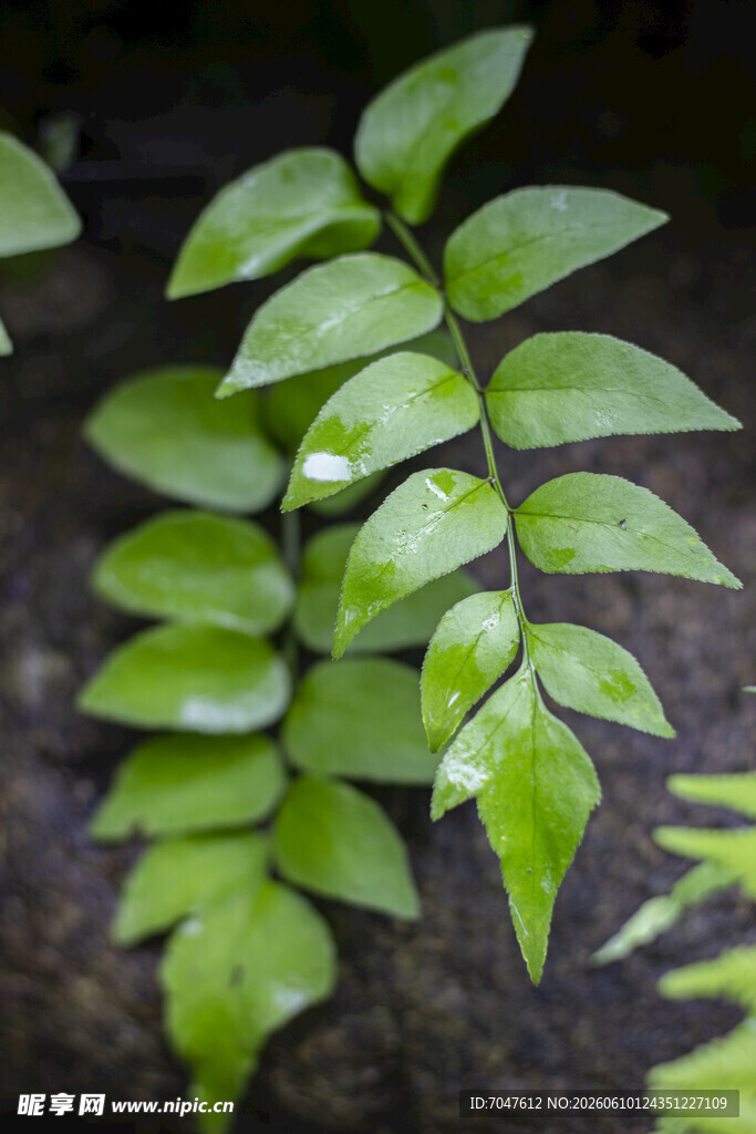 贯众叶片特写