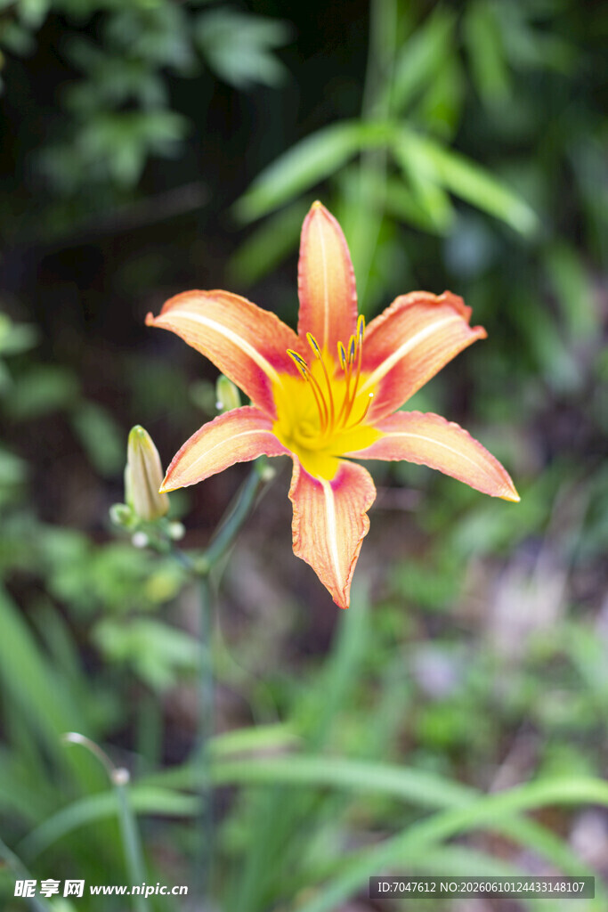 娇艳萱草花绽放于绿野