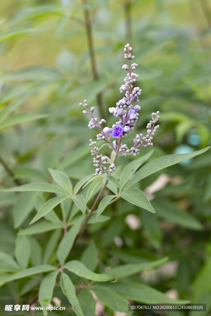 穗花牡荆紫色小花植物特写