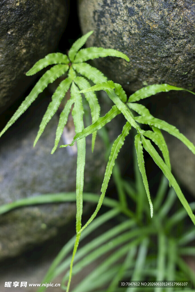 井栏边草