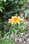 黄色萱草花特写