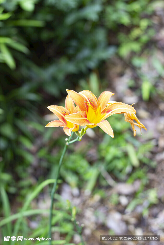 黄色萱草花特写