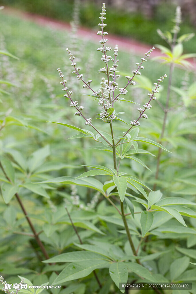 穗花牡荆
