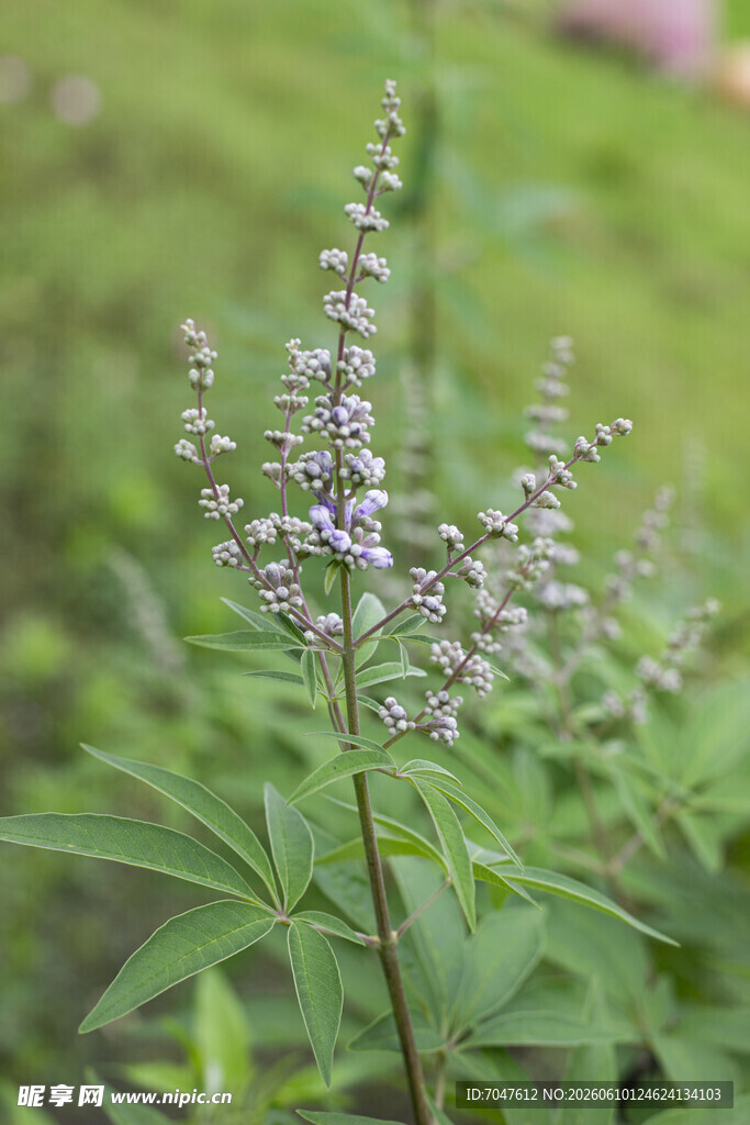 穗花牡荆