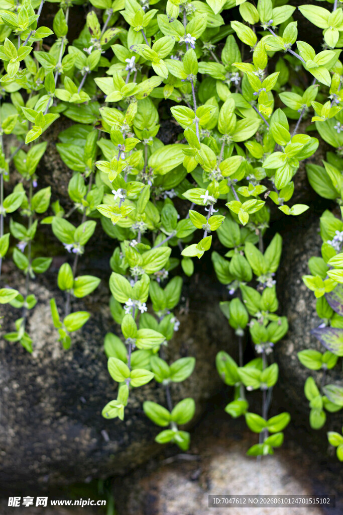 金毛耳草