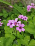 红花酢浆草