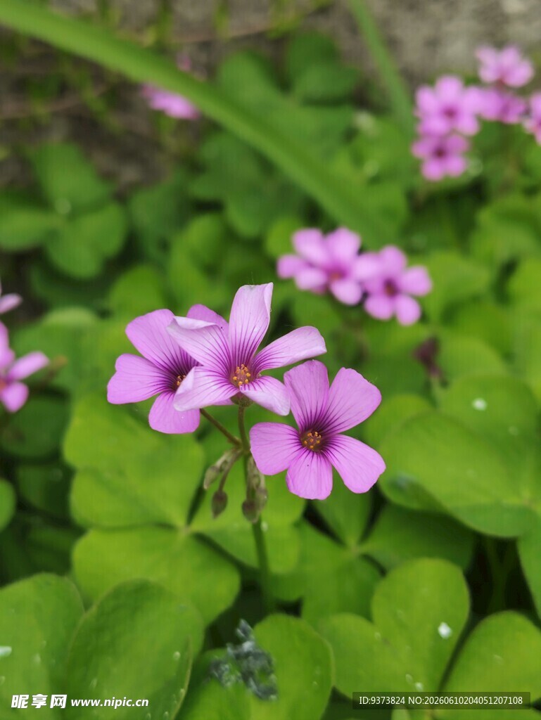 红花酢浆草
