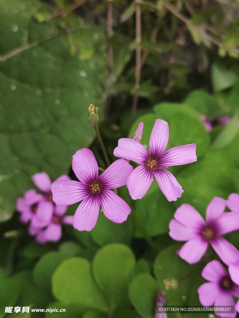 红花酢浆草