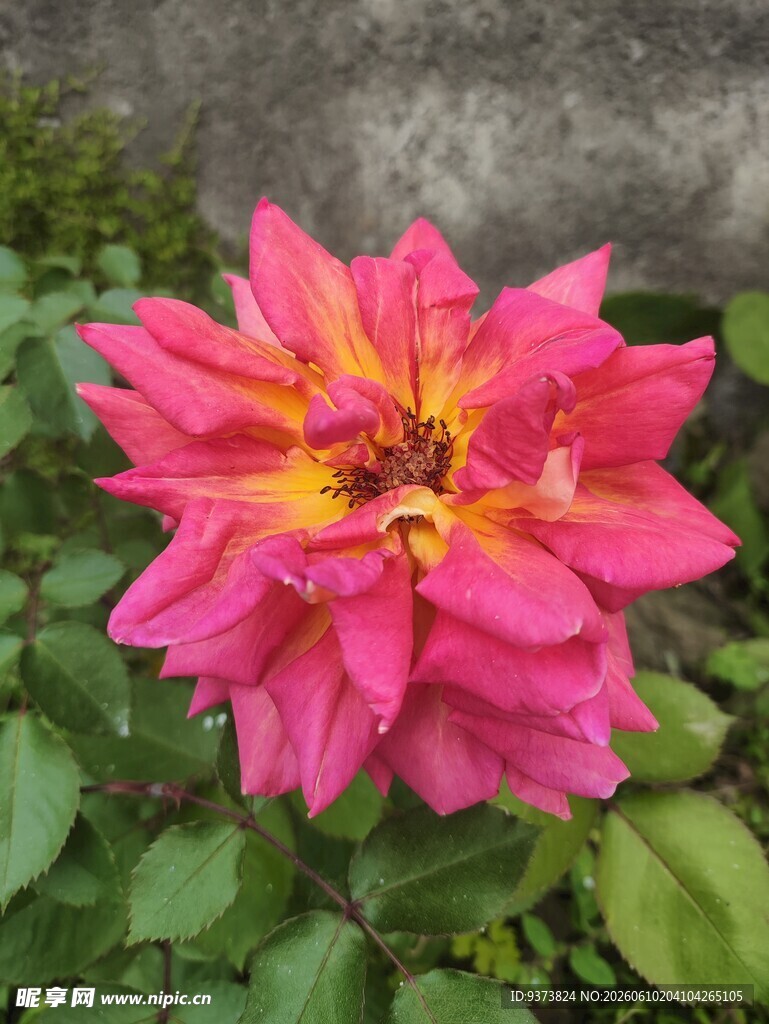月季花