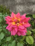月季花 