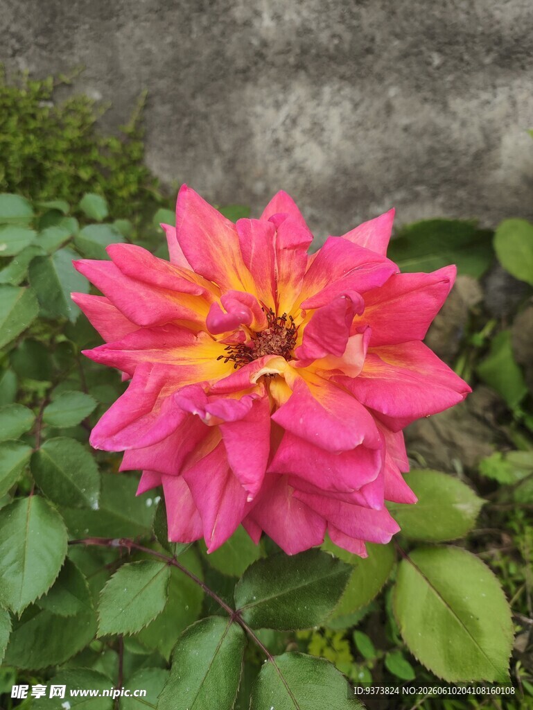 月季花 