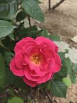 月季花