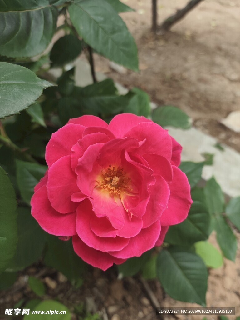 月季花
