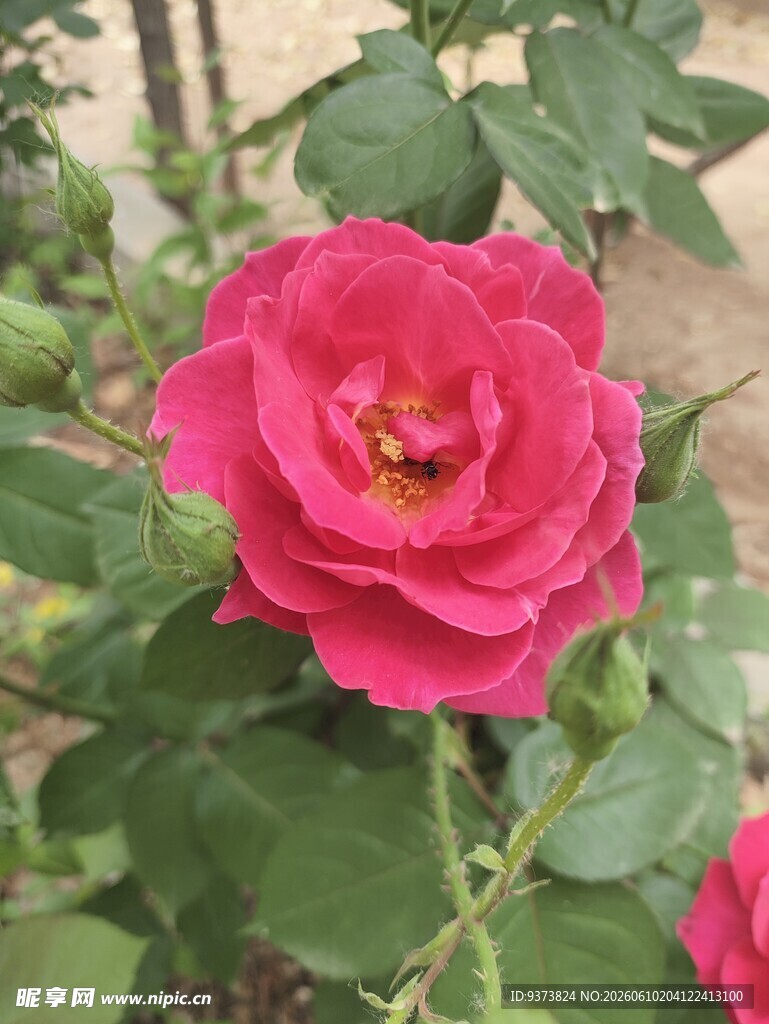 红玫瑰