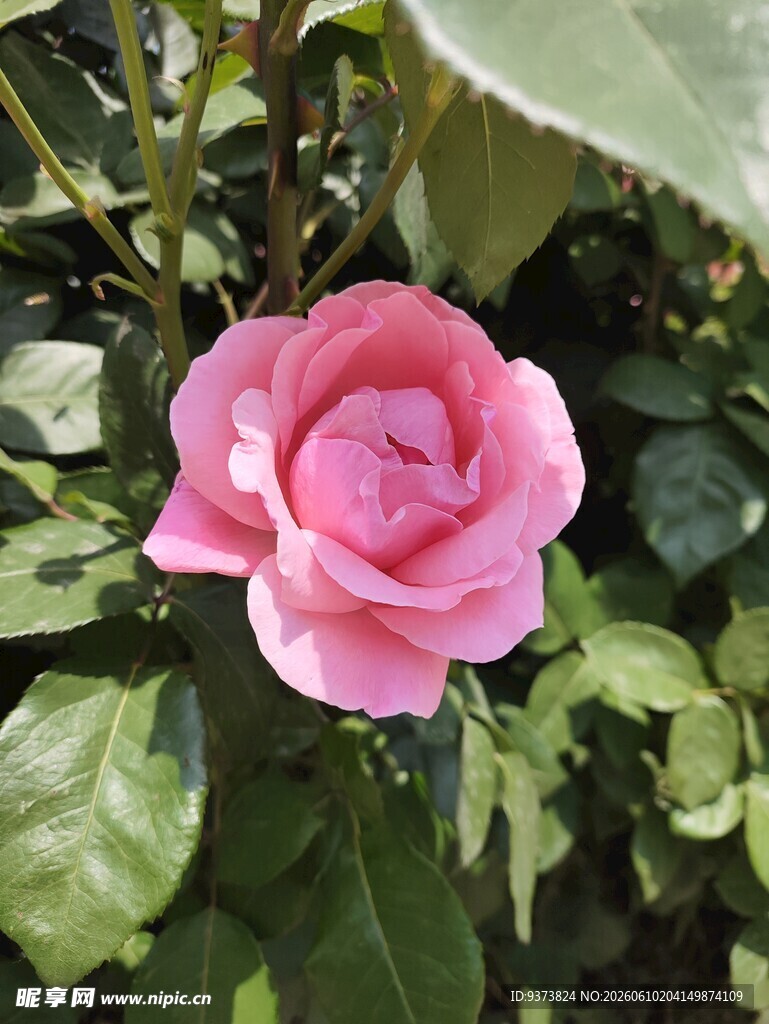粉色月季花