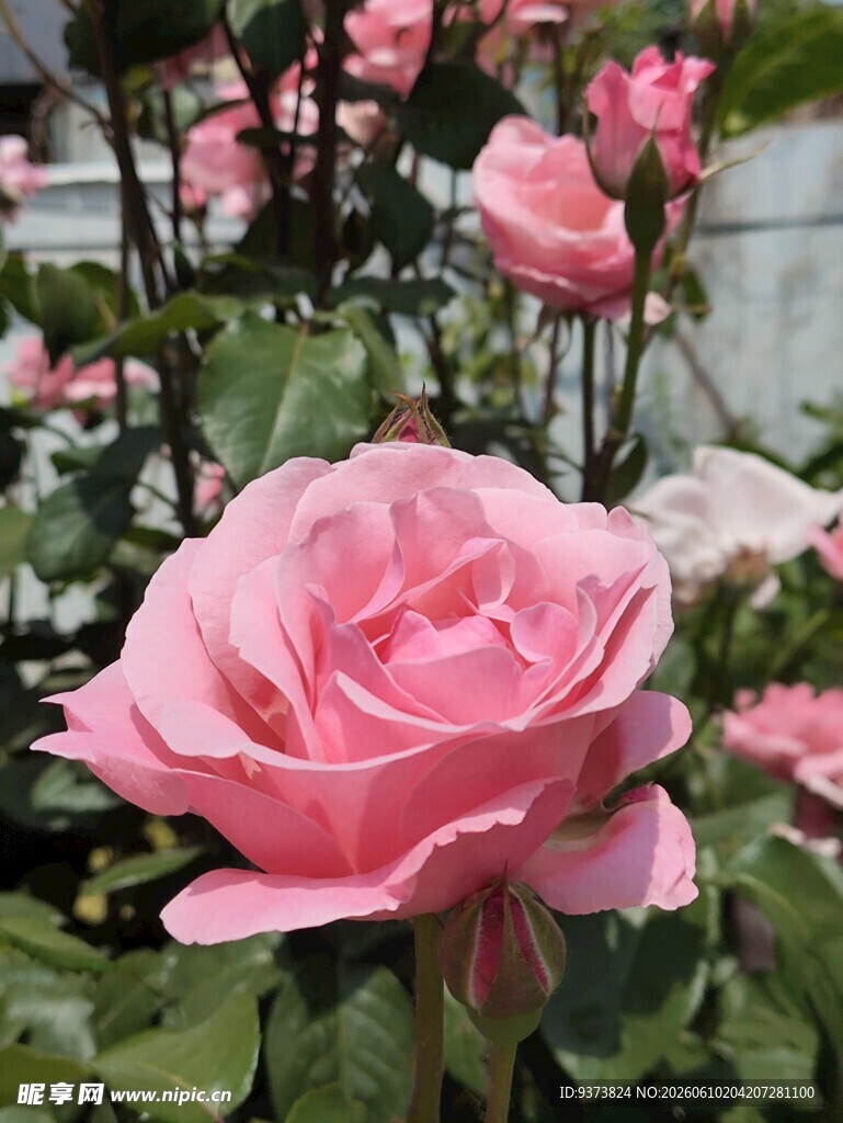 粉色月季花