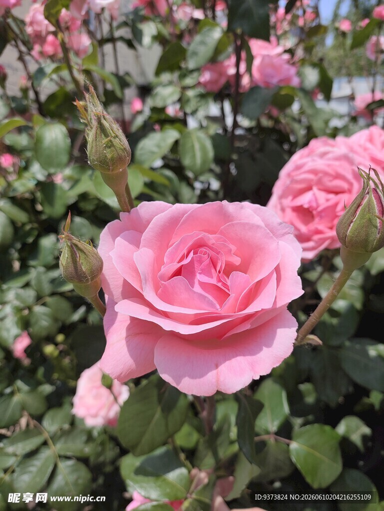 粉色玫瑰