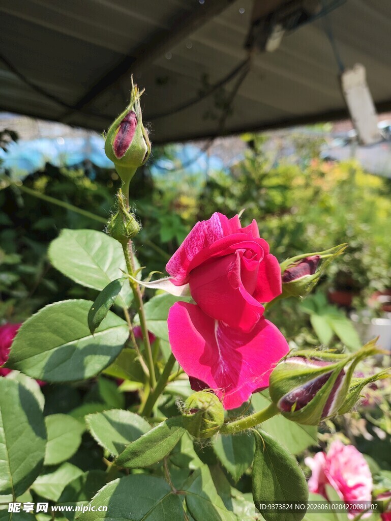 玫瑰花