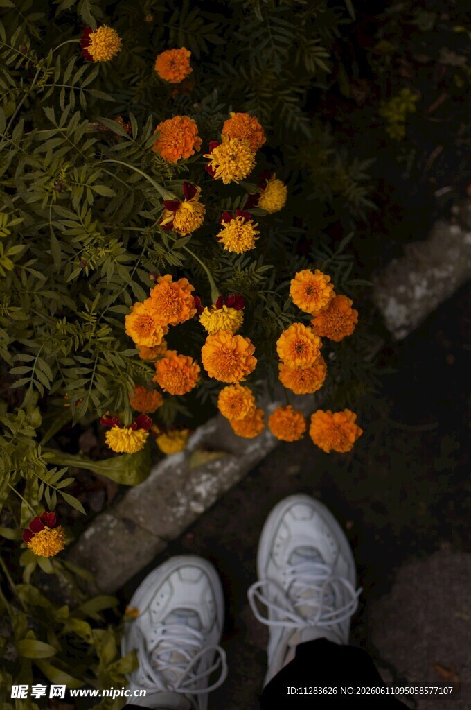 脚下绽放的橙色小花