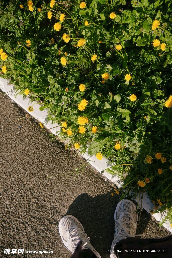 脚边明艳小黄花
