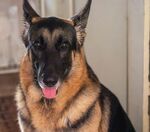 德国牧羊犬吐舌可爱模