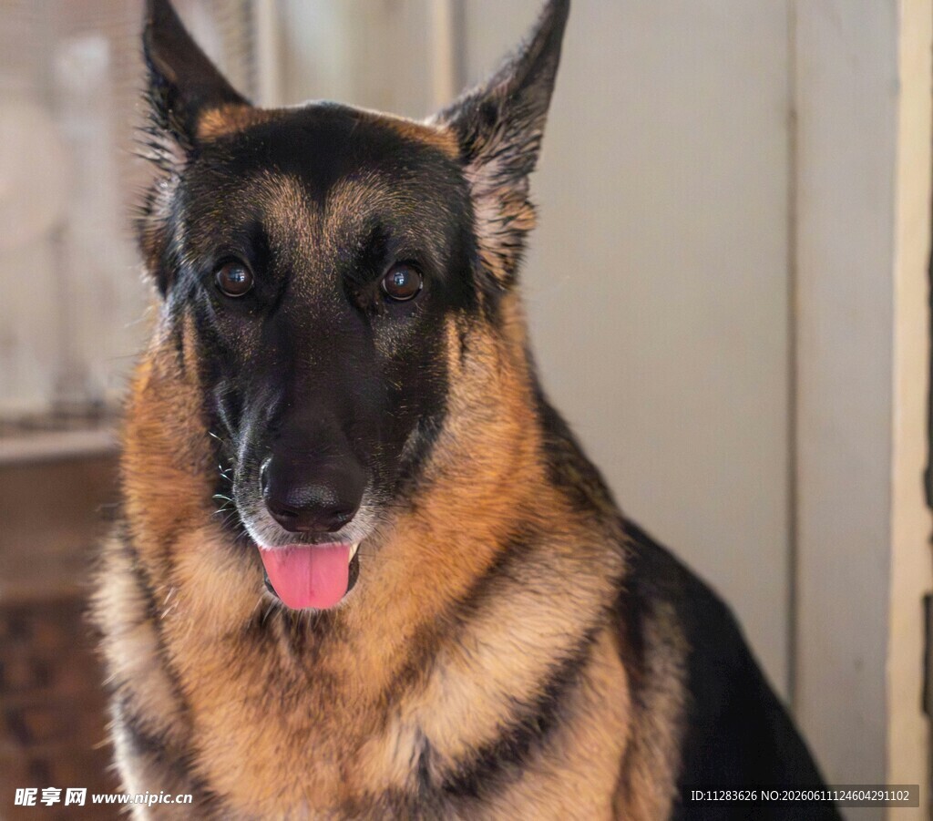德国牧羊犬吐舌可爱模