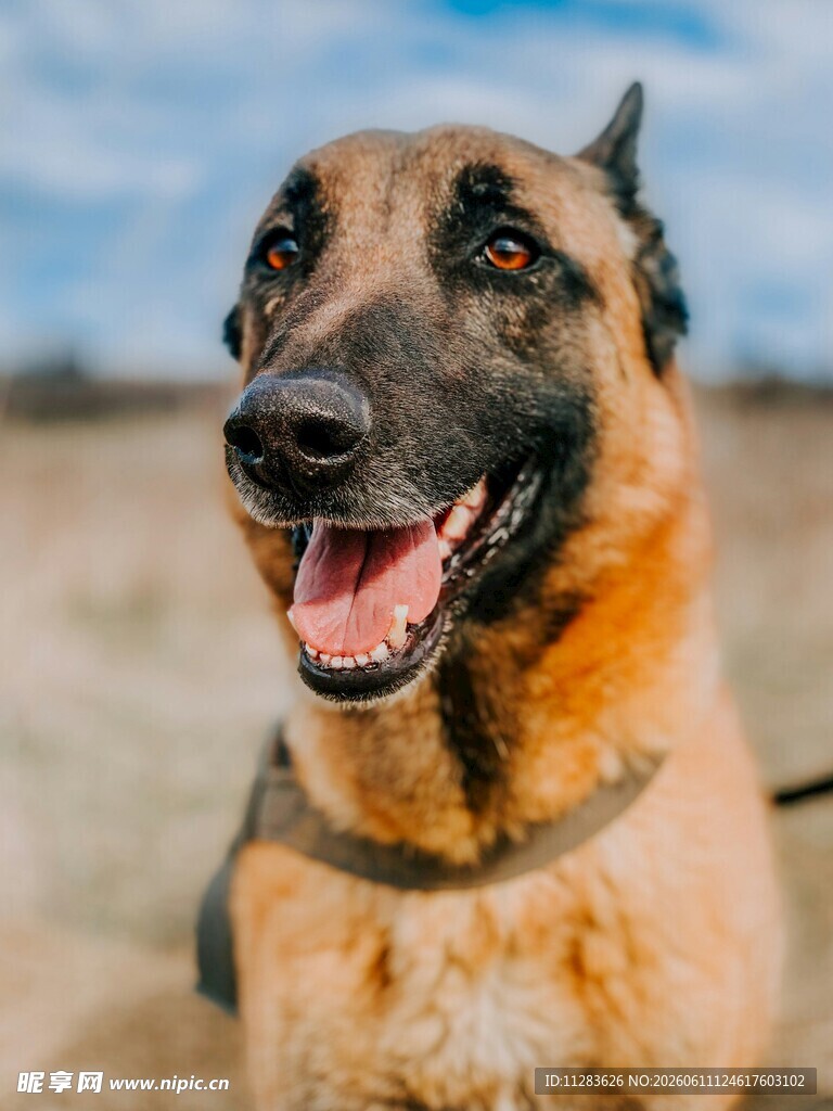 可爱马犬露齿微笑