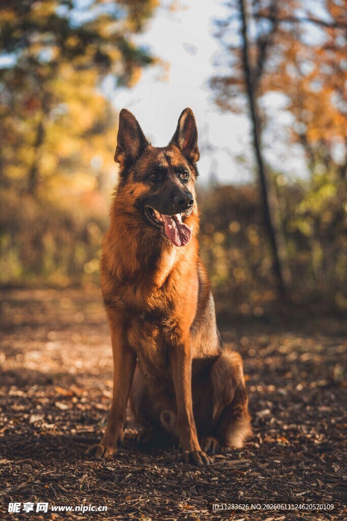 秋日林间的德国牧羊犬