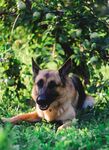 德国牧羊犬休憩于绿草地