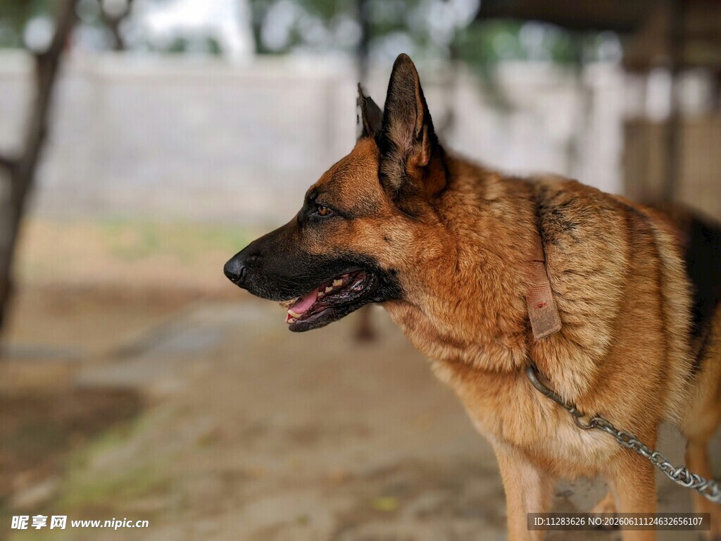 德国牧羊犬户外站立