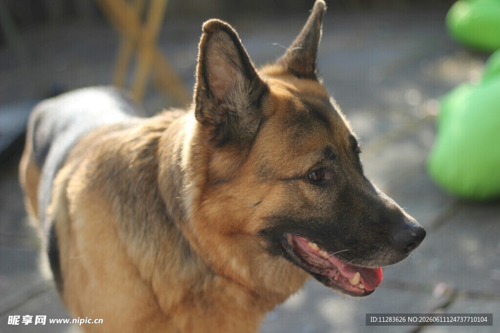 德国牧羊犬户外特写