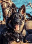阳光下的帅气德国牧羊犬