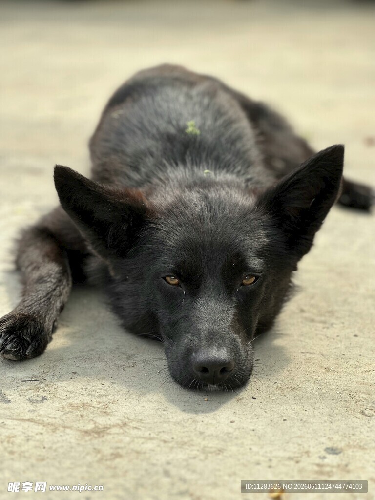 趴着的黑犬