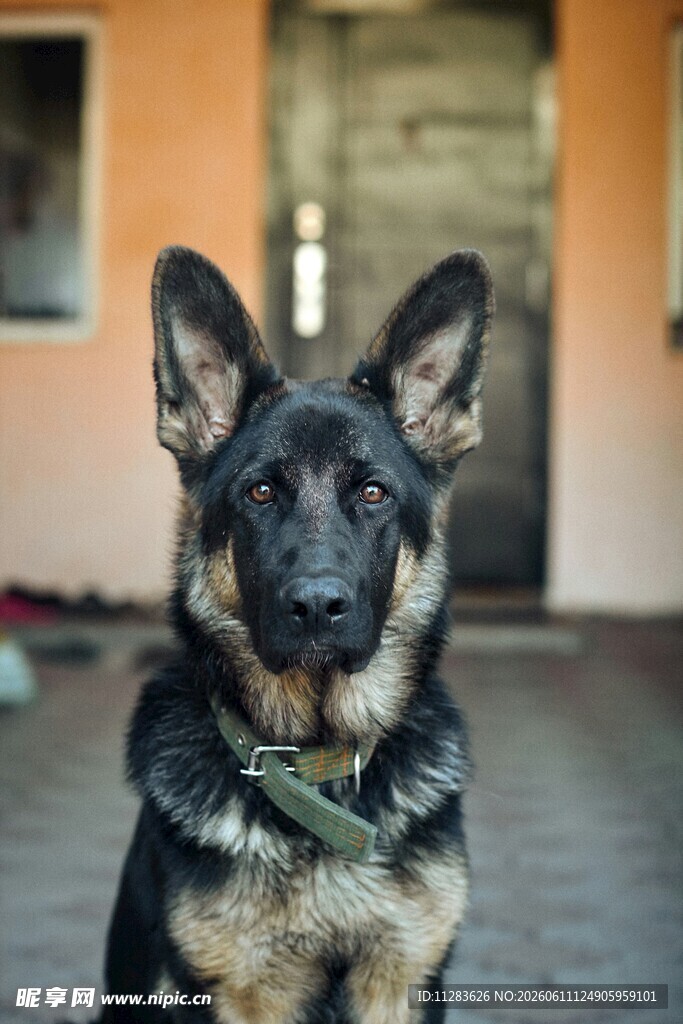 帅气德国牧羊犬坐立