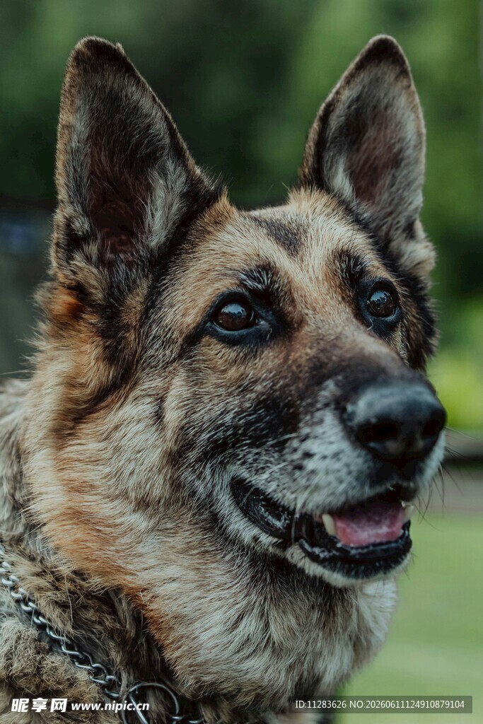 德国牧羊犬特写