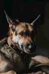趴着的帅气德国牧羊犬
