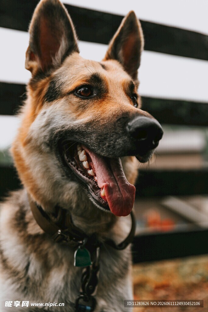 可爱德国牧羊犬户外休
