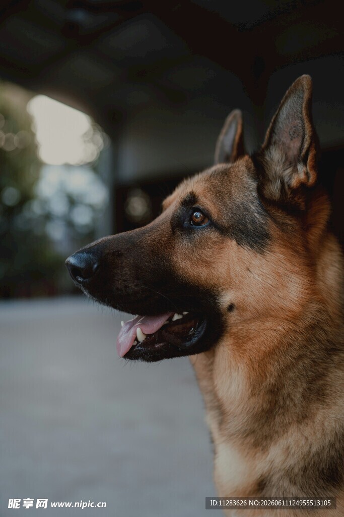 帅气德国牧羊犬户外侧影