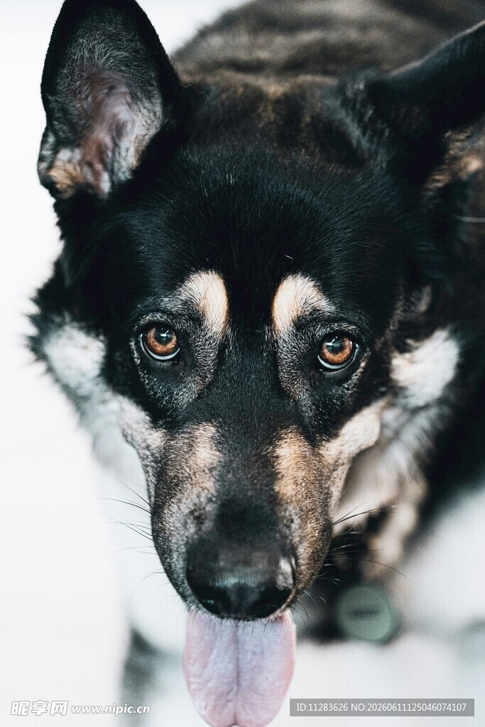 吐舌萌犬