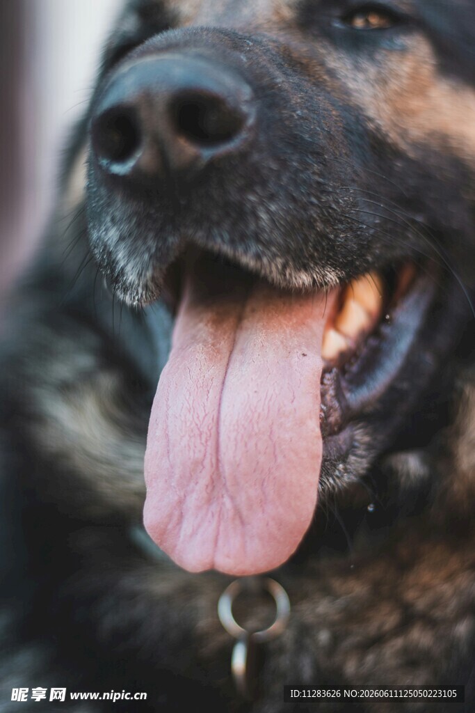 吐舌狗狗的可爱瞬间
