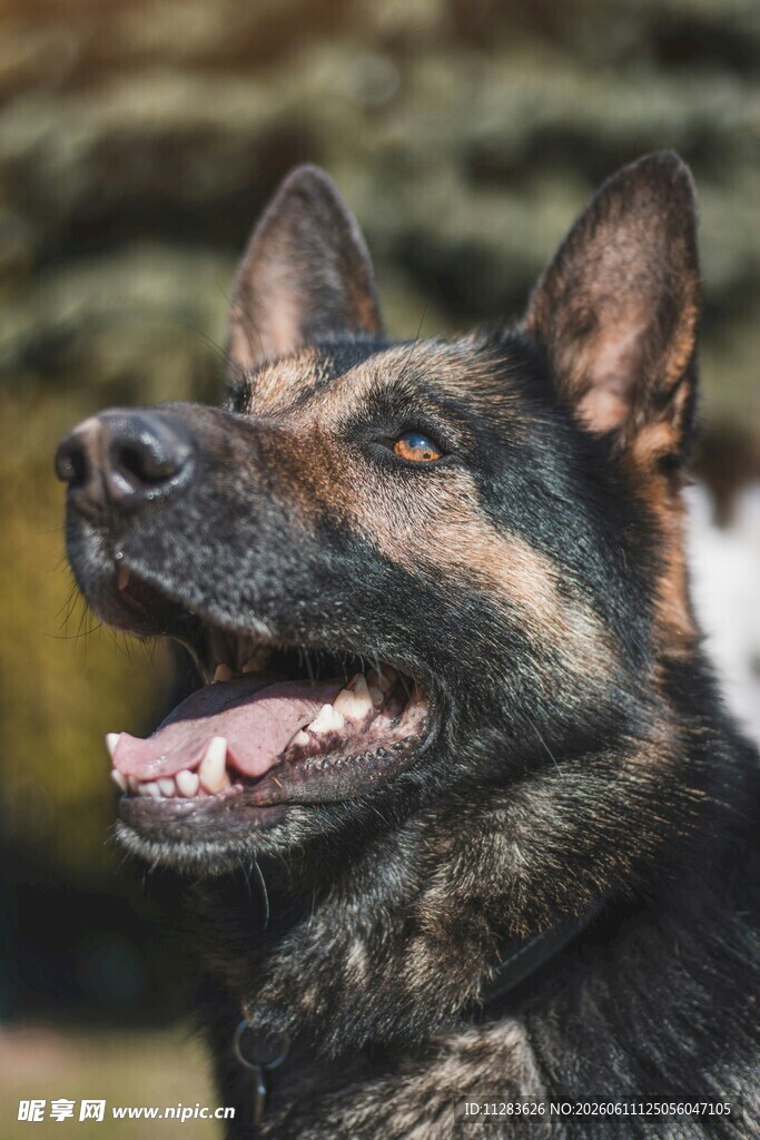 德国牧羊犬户外张嘴瞬