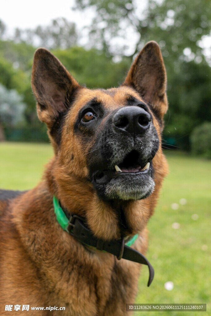 德国牧羊犬户外开心瞬