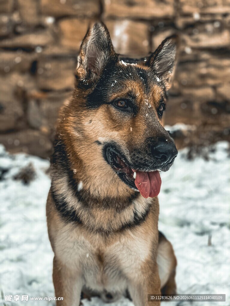 雪地中的德国牧羊犬