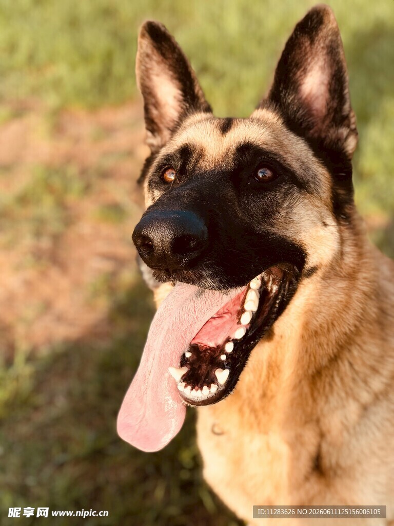 开心的德国牧羊犬